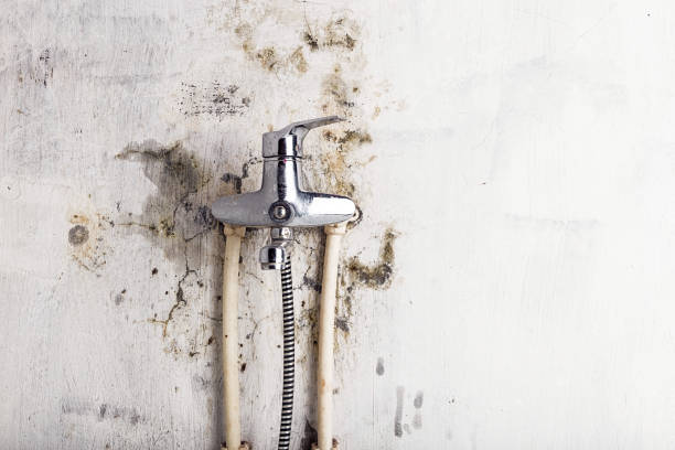 Best Home Mold Removal  in Eastern Goleta Valley, CA