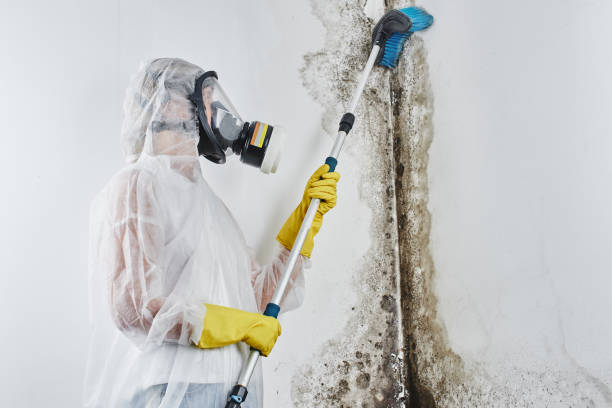 Reliable Eastern Goleta Valley, CA Mold Removal Solutions