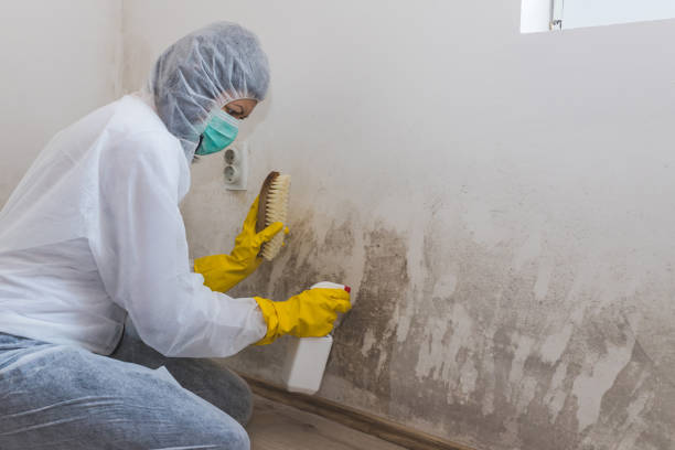 Best Toxic Mold Removal  in Eastern Goleta Valley, CA