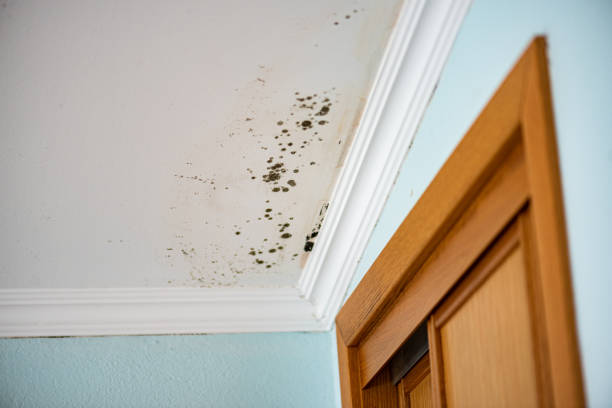 Best Mold Testing  in Eastern Goleta Valley, CA