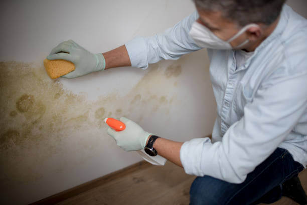 Best Crawl Space Mold Removal  in Eastern Goleta Valley, CA