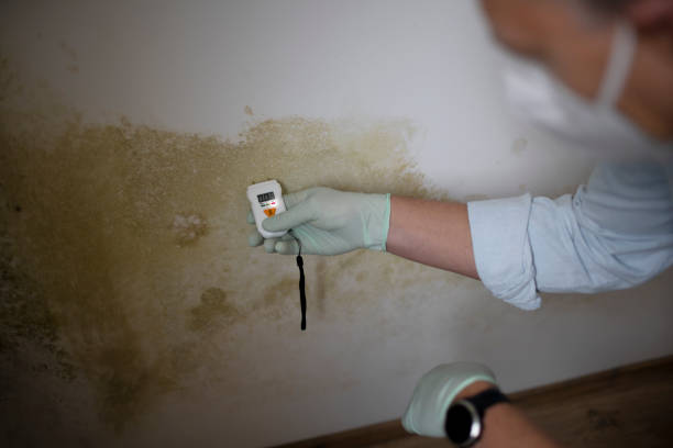 Attic Mold Removal in Eastern Goleta Valley, CA