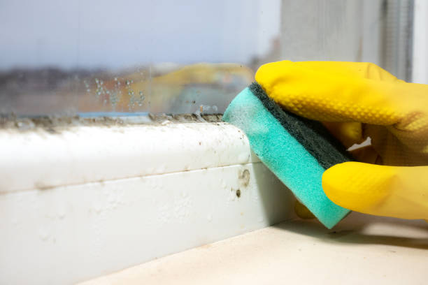 Office Mold Removal Services in Eastern Goleta Valley, CA