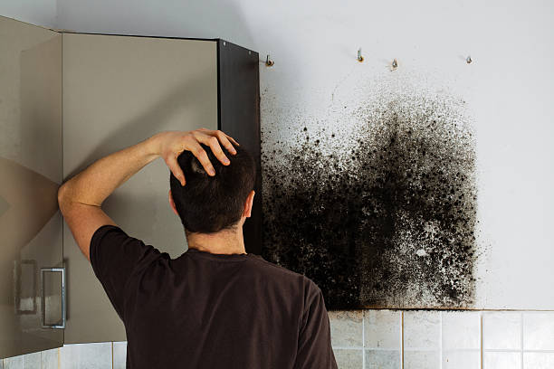 Certified Mold Removal in Eastern Goleta Valley, CA