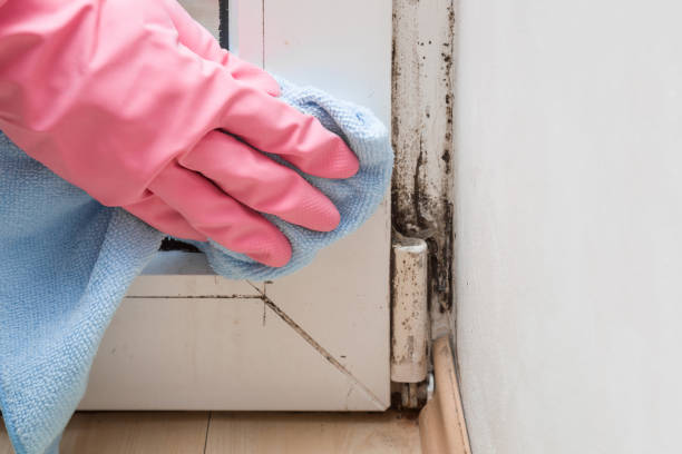 Best Emergency Mold Removal  in Eastern Goleta Valley, CA