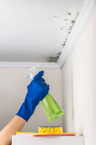 Best Mold Damage Repair  in Eastern Goleta Valley, CA